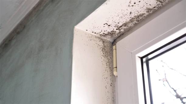 Best Post-Flood Mold Remediation in Turlock, CA