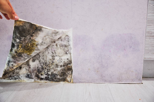 Reliable Turlock, CA Mold Remediation Solutions
